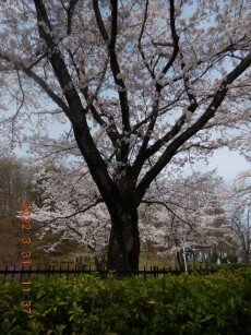 DSCN6212s.jpg