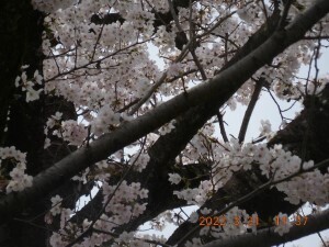 DSCN6215s.jpg