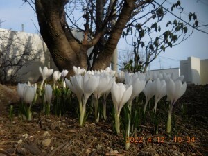 DSCN6330s.jpg